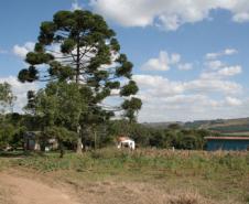 Foto da Comunidade de Feixo e Restinga