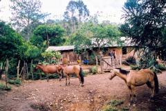 CNT - Queimadinho