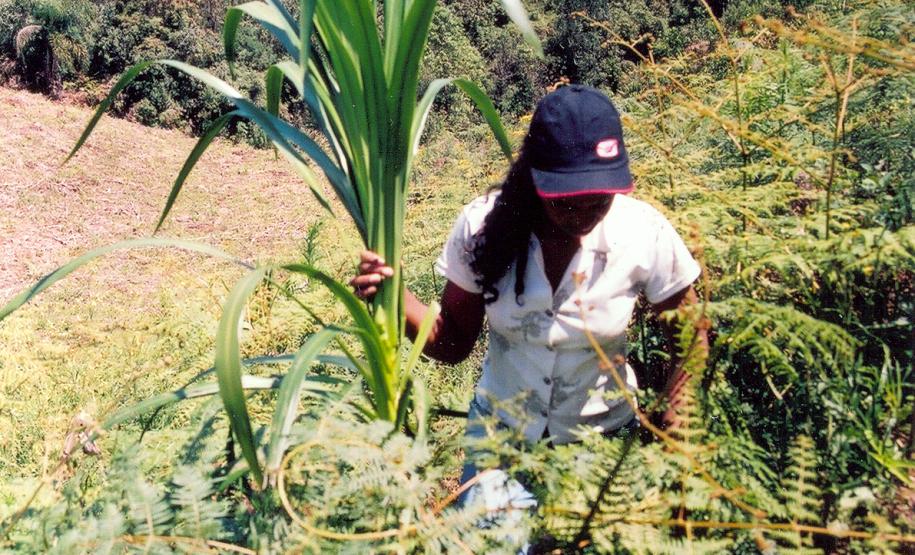CRQ - Palmital dos Pretos