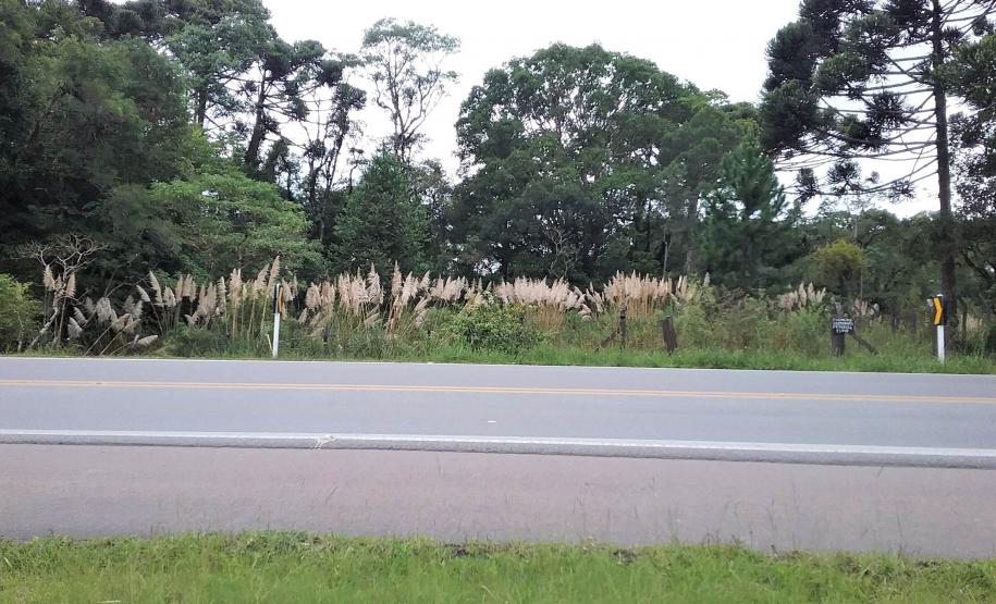 Estado põe à venda 11 imóveis sem uso Lote 5 - Colombo - PR: imóvel urbano com área de 2.000,00m², sem benfeitorias, situado na Estrada da Ribeira – BR-476, S/N, Imbuial