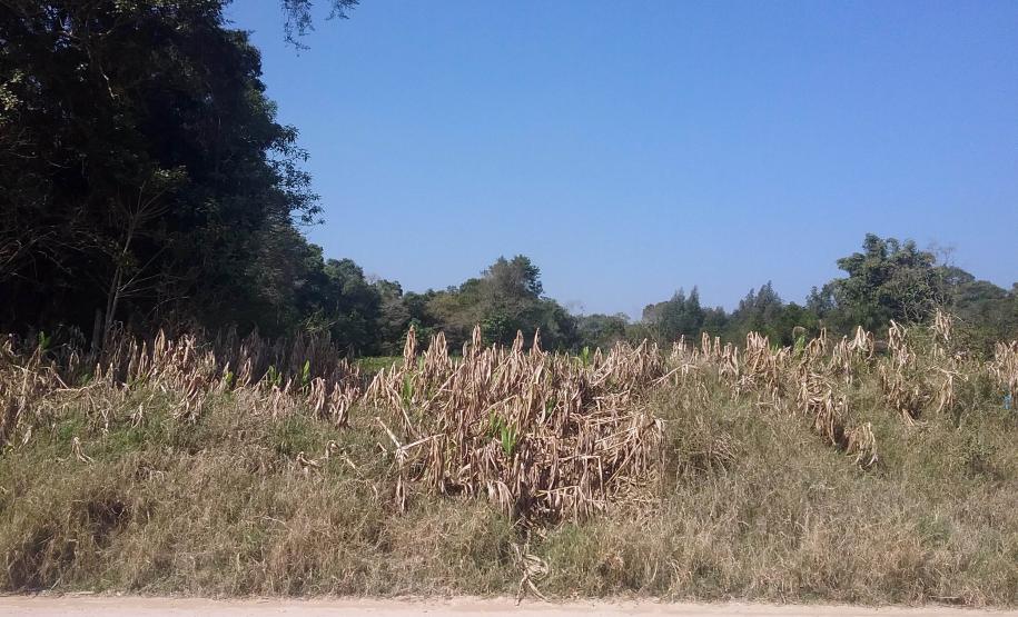 Estado põe à venda 11 imóveis sem uso Lote 9 - Lapa - PR: imóvel rural com área de 10.000,00m², sem benfeitorias, situado na Rua Professora Ana Teider, S/N, Mariental
